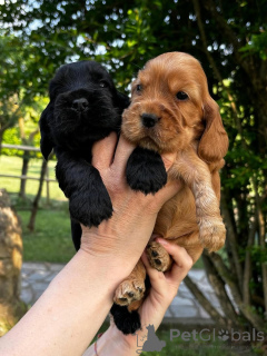 Photo №1. english cocker spaniel - for sale in the city of Paris | 723$ | Announcement № 163167