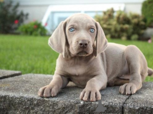 Photo №3. WEIMARANER PUPPIES WhatsApp 64 9-889 4165. Switzerland