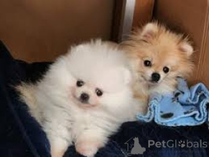 Photo №2 to announcement № 166761 for the sale of pomeranian - buy in France private announcement, breeder