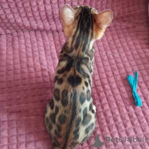 Photo №2 to announcement № 15904 for the sale of bengal cat - buy in Belarus private announcement, from nursery