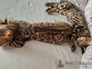 Additional photos: bengal kittens