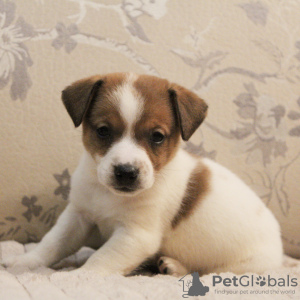 Photo №1. jack russell terrier - for sale in the city of Москва | 0$ | Announcement № 81438