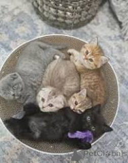 Photo №1. scottish fold - for sale in the city of Marseilles | 516$ | Announcement № 165926