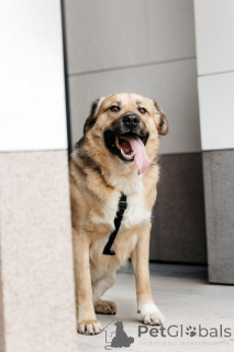 Photo №2 to announcement № 154082 for the sale of non-pedigree dogs - buy in Russian Federation 