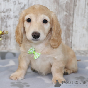 Photo №4. I will sell dachshund in the city of Berlin. private announcement - price - 826$