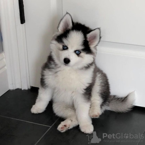 Photo №1. siberian husky - for sale in the city of Nitra | negotiated | Announcement № 109387