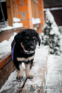 Additional photos: Puppies Khotosho (Buryat Dog) kennel Heritage of Buryatia