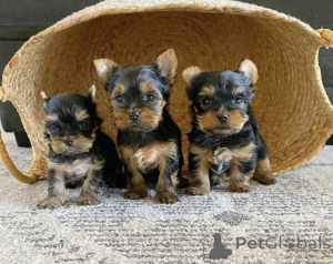 Photo №1.  - for sale in the city of Avsallar | negotiated | Announcement № 161740