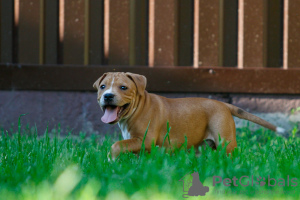 Photo №3. American Staffordshire Bull Terrier boy. Poland