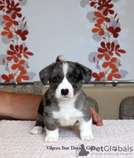 Photo №2 to announcement № 11152 for the sale of welsh corgi - buy in Russian Federation breeder
