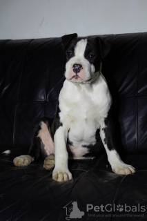 Photo №2 to announcement № 8708 for the sale of american staffordshire terrier - buy in Serbia from nursery