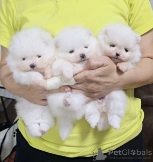 Photo №4. I will sell german spitz in the city of Belgrade. private announcement - price - negotiated