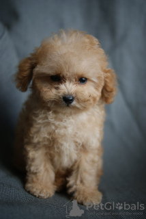 Photo №3. Luxurious boy maltipoo micro mini, tikap. Germany