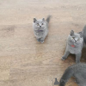 Photo №2 to announcement № 167662 for the sale of british shorthair - buy in Switzerland private announcement