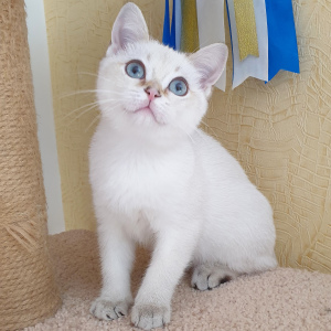 Photo №3. British kitten from cattery. Russian Federation