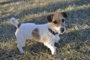 Photo №2 to announcement № 7730 for the sale of jack russell terrier - buy in Ukraine from nursery