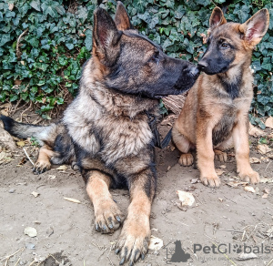 Additional photos: German Shepherd puppies