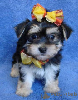 Photo №3. YORKSHIRE TERRIER PUPPIES WhatsApp 64 9-889 4165. Switzerland