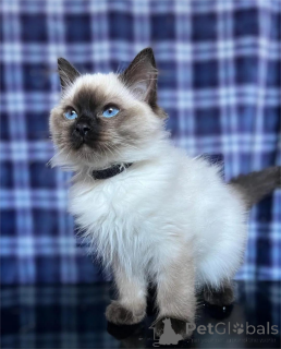 Photo №2 to announcement № 155439 for the sale of ragdoll - buy in Finland 