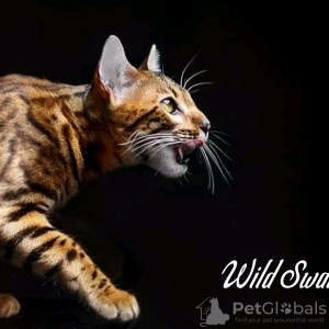Photo №2 to announcement № 9521 for the sale of bengal cat - buy in Belarus from nursery