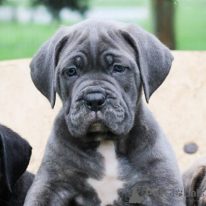 Photo №4. I will sell cane corso in the city of Munich. private announcement - price - Is free