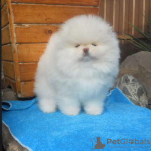 Photo №2 to announcement № 120189 for the sale of pomeranian - buy in Germany private announcement