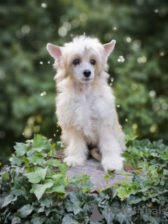 Additional photos: Chinese crested dog