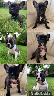 Photo №1. french bulldog - for sale in the city of Stockholm | 2080$ | Announcement № 23874