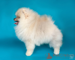 Photo №1. pomeranian - for sale in the city of Vitebsk | 845$ | Announcement № 46529