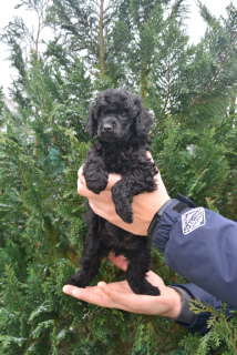 Photo №4. I will sell poodle (dwarf) in the city of Minsk. from nursery - price - Negotiated