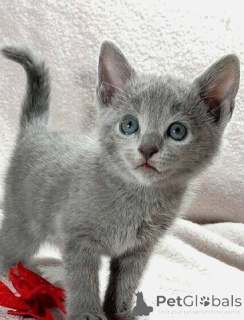 Photo №3. Trained male and female Russian Blue kittens available for sale. Italy