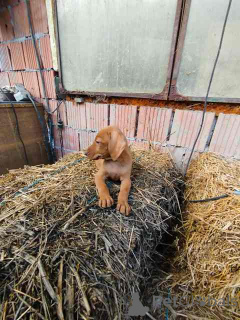 Photo №4. I will sell vizsla in the city of Temerin.  - price - negotiated