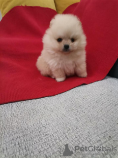 Photo №2 to announcement № 133507 for the sale of pomeranian - buy in Serbia 