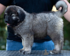 Photo №3. Caucasian Shepherd puppies. Bosnia and Herzegovina