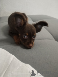 Photo №2 to announcement № 126076 for the sale of russkiy toy - buy in Belarus private announcement