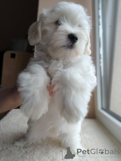 Photo №2 to announcement № 158844 for the sale of maltese dog - buy in Belgium breeder