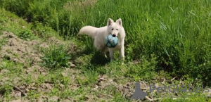 Photo №3. White swiss shepherd. Russian Federation