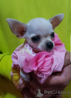 Additional photos: Princess Mini Chihuahuas