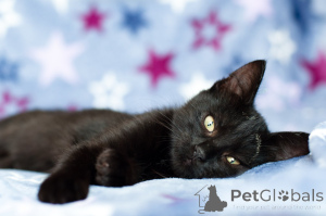 Photo №3. Beauty Leila. Belarus