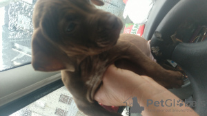 Photo №2 to announcement № 78048 for the sale of american staffordshire terrier - buy in Czech Republic private announcement