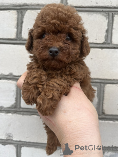 Photo №2 to announcement № 159960 for the sale of poodle (toy) - buy in Ukraine private announcement, from nursery, breeder