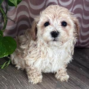 Photo №2 to announcement № 165201 for the sale of maltipu - buy in Belgium breeder