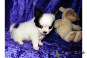 Photo №3. A top-quality Chihuahua puppies. United States