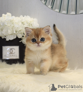 Photo №2 to announcement № 33058 for the sale of british shorthair - buy in Ukraine from nursery