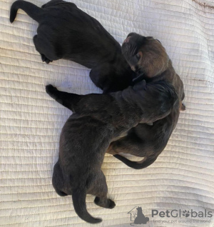 Photo №1. cane corso - for sale in the city of Kingston upon Thames | negotiated | Announcement № 120575