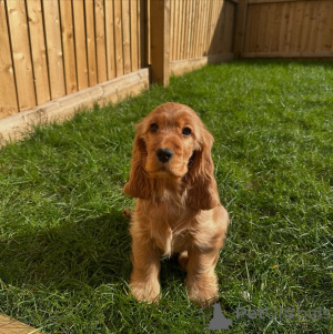 Photo №1. english cocker spaniel - for sale in the city of Helmond | negotiated | Announcement № 162438