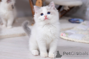 Photo №1. ragdoll - for sale in the city of Washington | 650$ | Announcement № 178259
