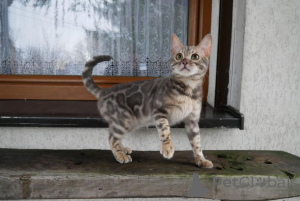 Photo №2 to announcement № 152633 for the sale of bengal cat - buy in Switzerland private announcement