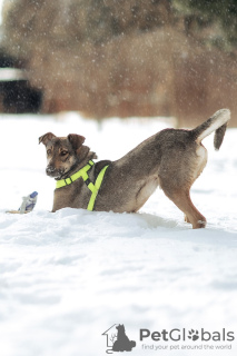 Additional photos: Smart and kind dog Sam is looking for a home! In good hands