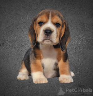 Photo №1. beagle - for sale in the city of Minsk | 320$ | Announcement № 30673